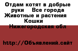 Отдам котят в добрые руки. - Все города Животные и растения » Кошки   . Нижегородская обл.